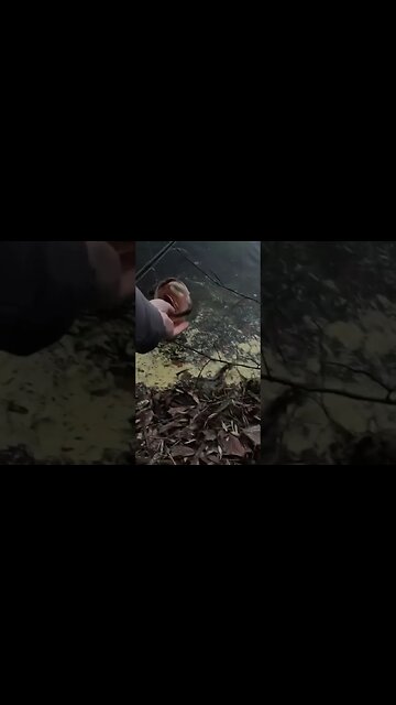 Surprise catch while Crappie Fishing!