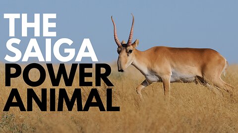 Saiga Power Animal
