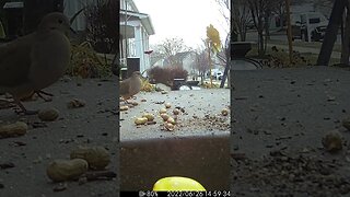 Red Bird Poop Appears #Shorts 🤔