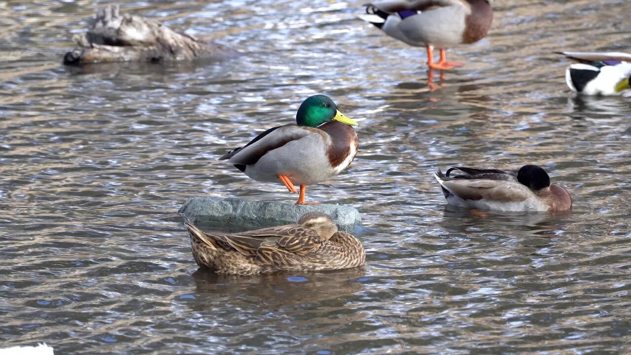 CatTV: Duck Solo