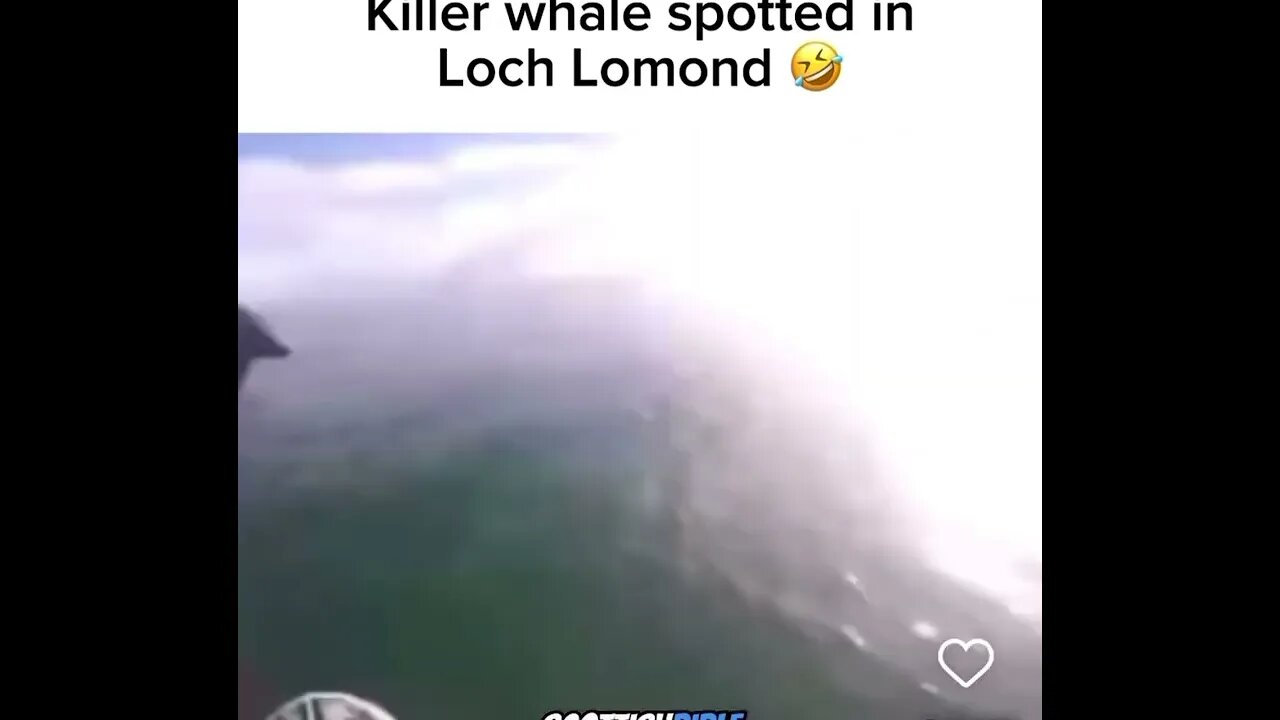 Killer Whale spotted in Loch Lomond 🤣🤣🤣🤣🤣