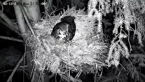 Ellie Arrives at The Nest 🦉 02/13/23 20:46