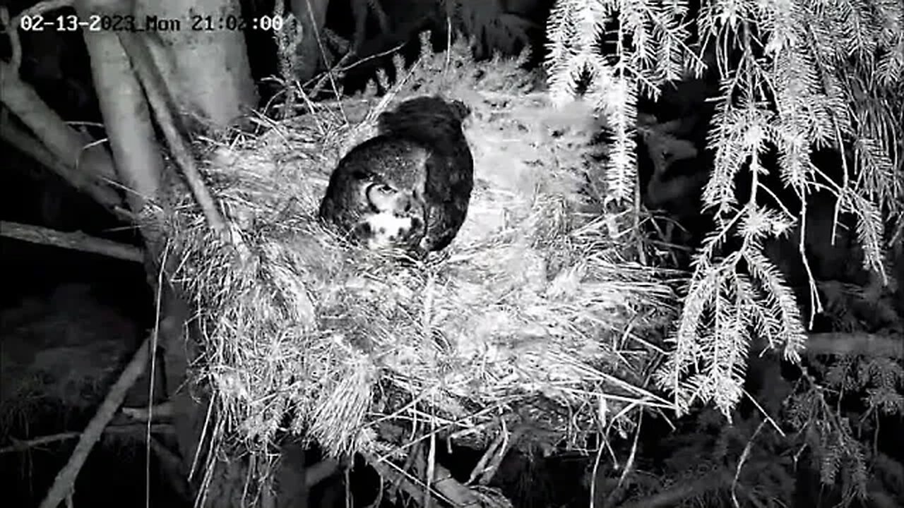 Ellie Arrives at The Nest 🦉 02/13/23 20:46