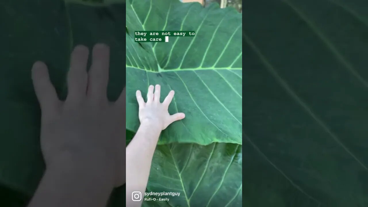 Look what I found on the side of the road !! #xanthosoma