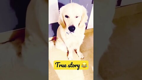 True story #goldenretriever #ytshorts #shorts