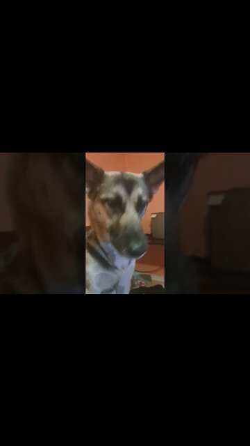 Whiny Girl #shorts #shepsky #doggo #cute #cutedogs