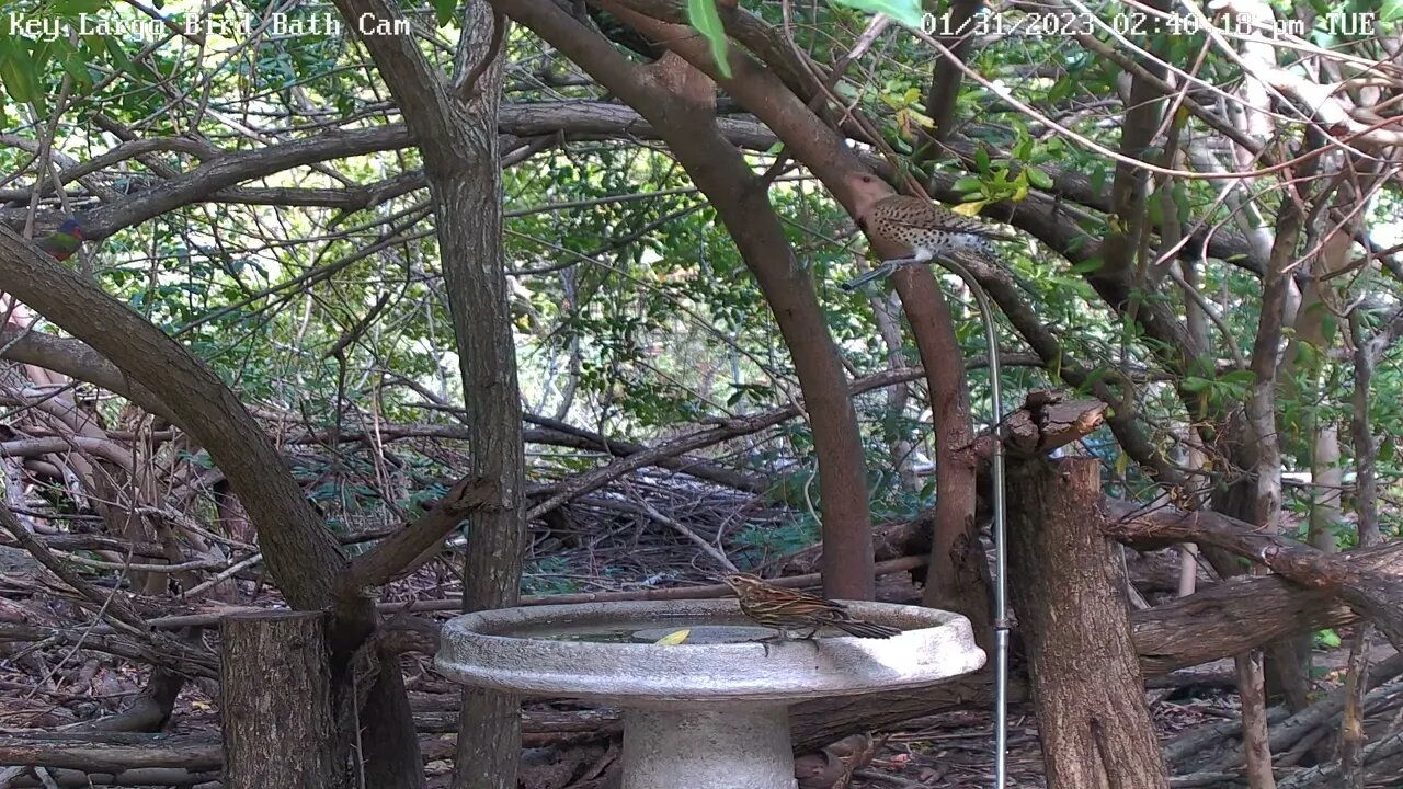 Key Largo - Northern Flicker, Red-bellied woodpecker, Painted Bunting, Blue Jay