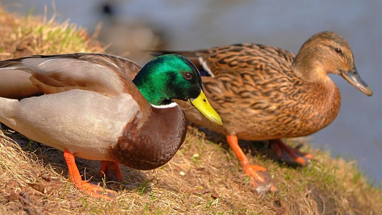 Mallard Duck Couple Foraging on a Hillside