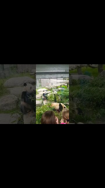 Pandas Eating at the Toronto Zoo 🐼 #panda #torontozoo