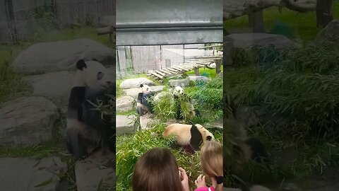 Pandas Eating at the Toronto Zoo 🐼 #panda #torontozoo