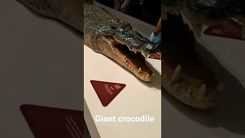 Giant Crocodile on table #shorts #short #wild #crocodile #big #nature #omg #scary #youtubeshorts