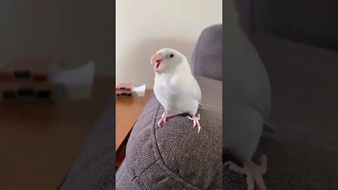 Funny Parrotlet Video l #shorts l #parrotlet l #ytshorts l @BikisAviary