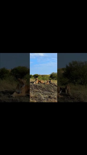 Lion Family Pose For Pictures #shorts | #ShortsAfrica