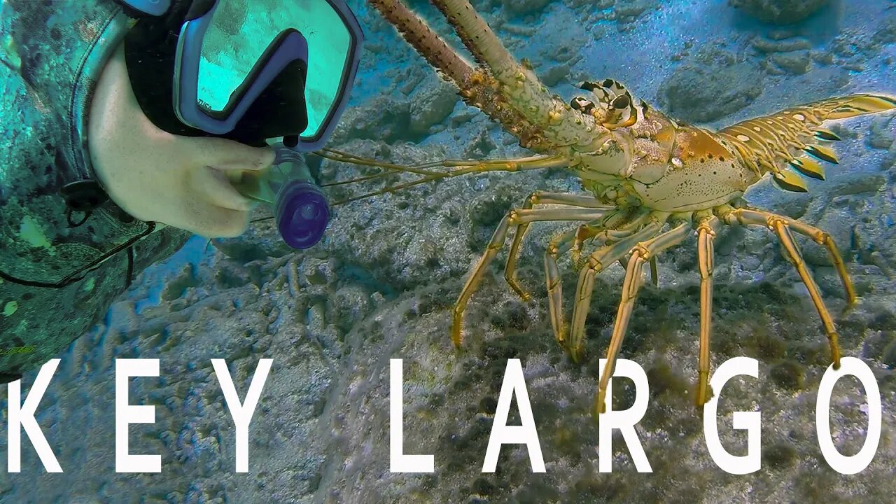 Snorkeling Florida Keys - John Pennekamp State Park