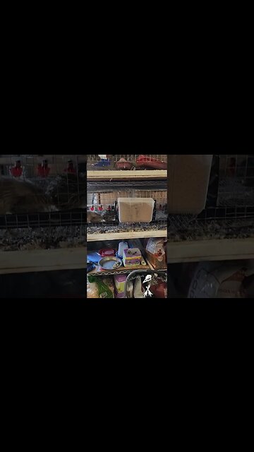 20 eggs a day in 2.5 months for about $200 with an 8 square foot for footprint. #quail #homesteading