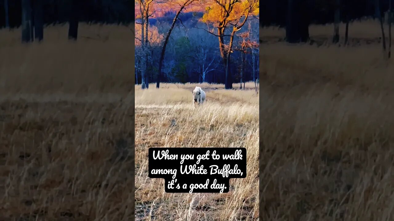 When you get to walk among #WhiteBuffalo, it’s a good day! #Shorts #Oklahoma #GroveOklahoma