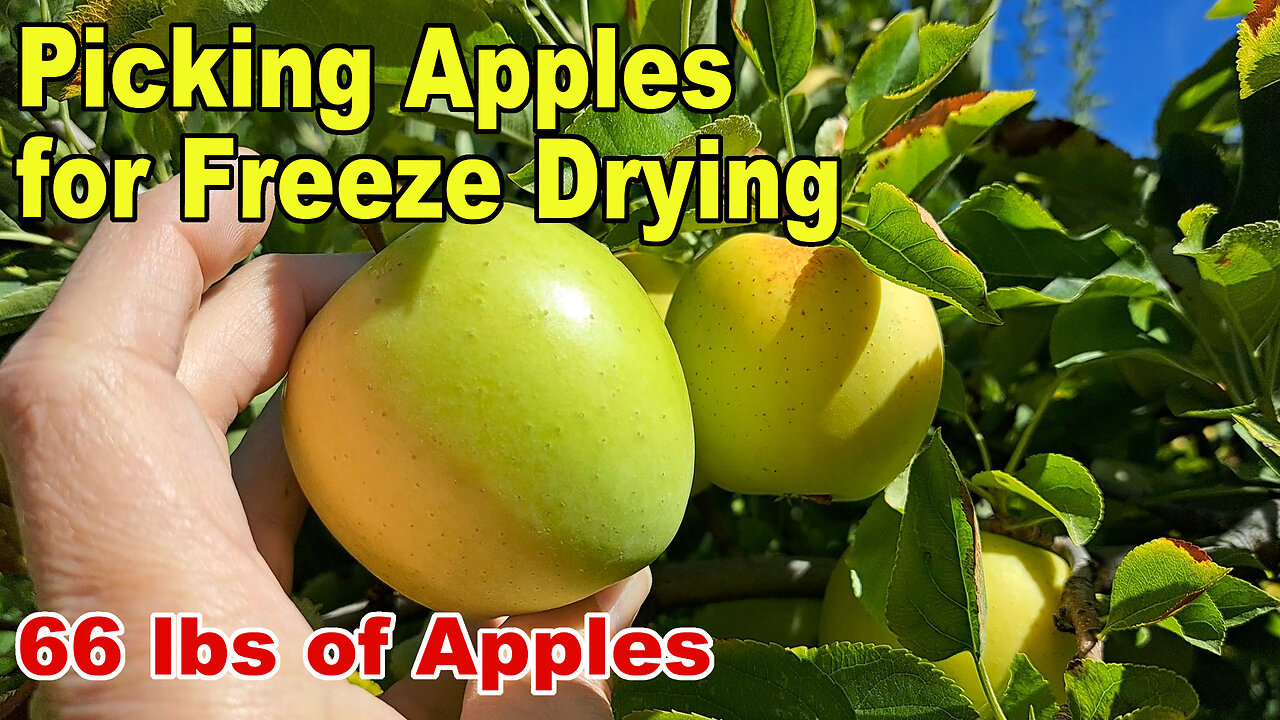 Picking Apples for Freeze Drying