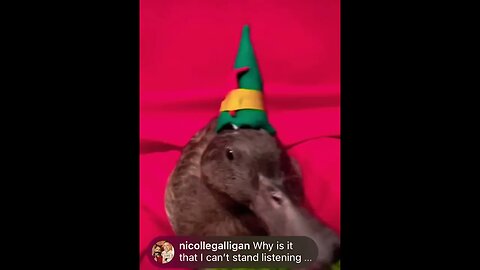 Sesame planned out our whole... 😂🥹 #shorts #funny #viral #youtube #meams