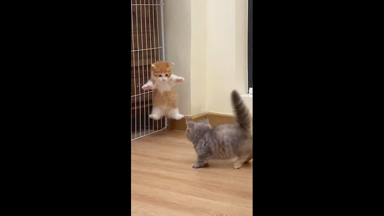 🤩 So Cute Kittens playing and having fun🤩