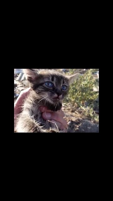 Брошенный котенок. На окраине села, в мусорке