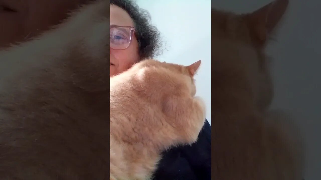 cat helps me work