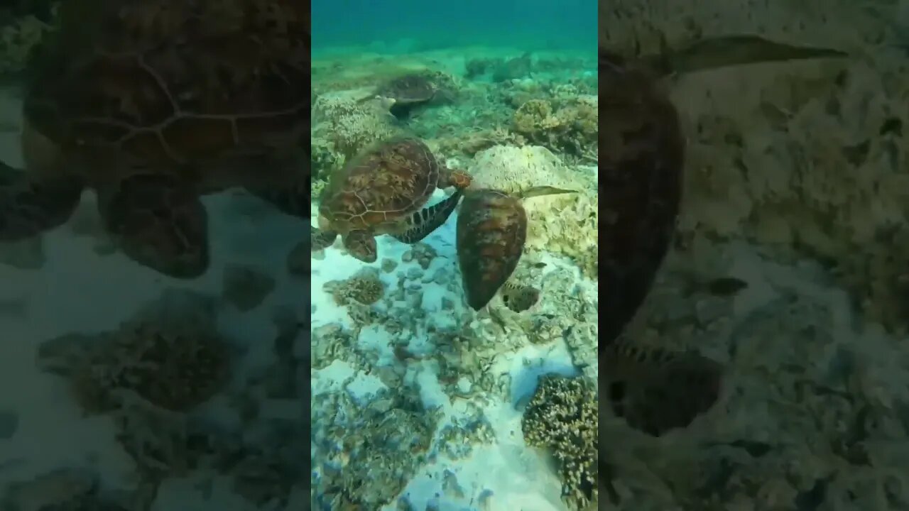 Dancing Sea Turtles