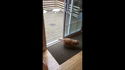 Puppy's first time conquering doorstep is simply adorable