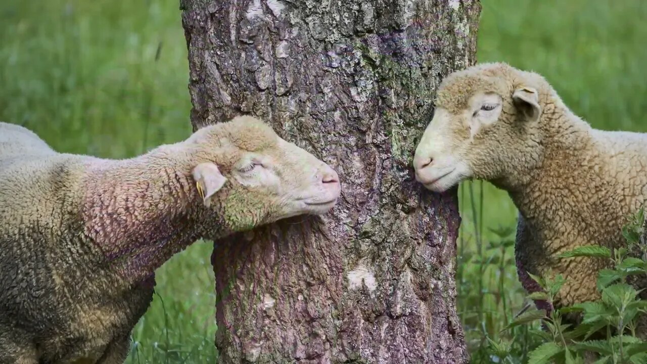 Meditation Moments S2E31