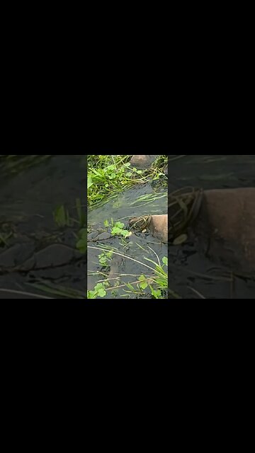 Cañada de los Alemanes #tacuarembó #uruguay (28/01/2023)