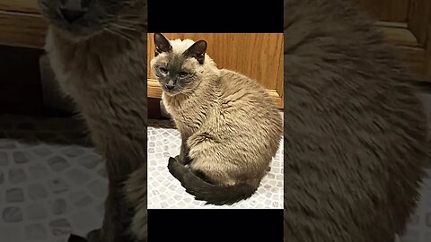 17 year old fat cat sat on a mat!!