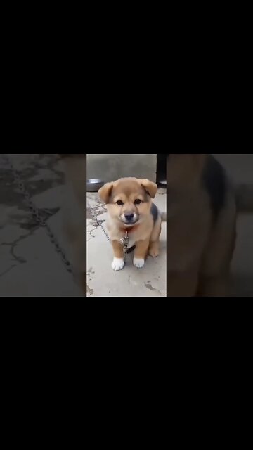 cute dog sound ❤️#shorts