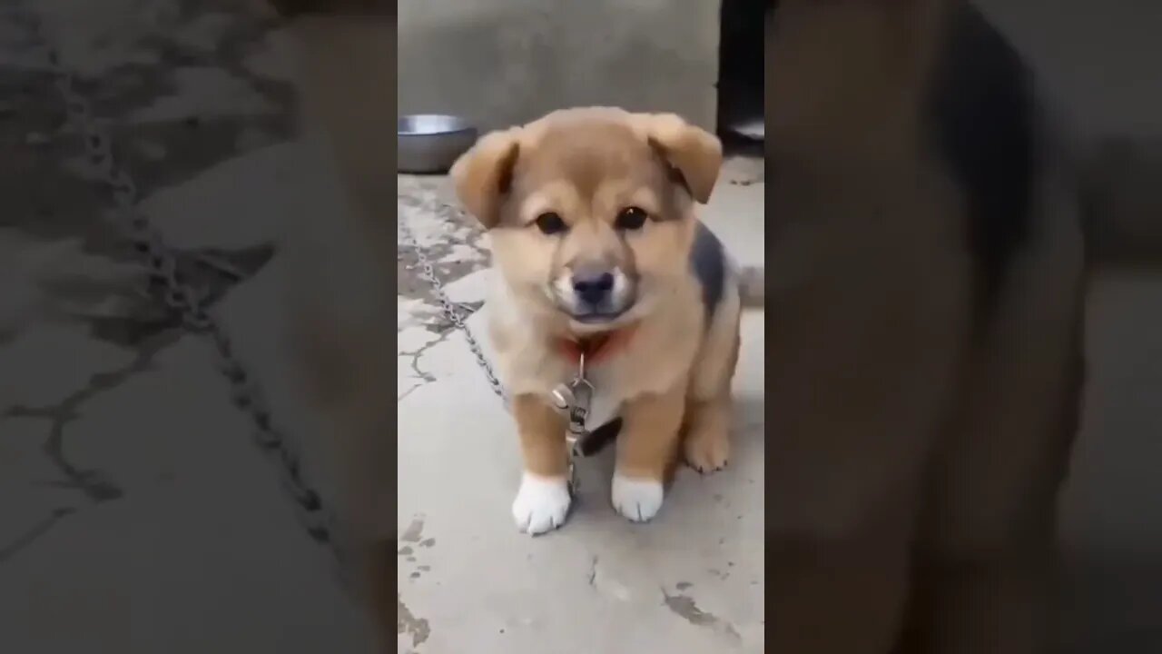 cute dog sound ❤️#shorts