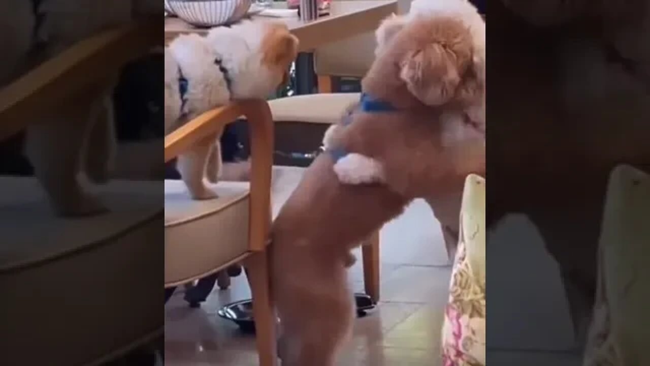 Cutest dogs finally met #dog