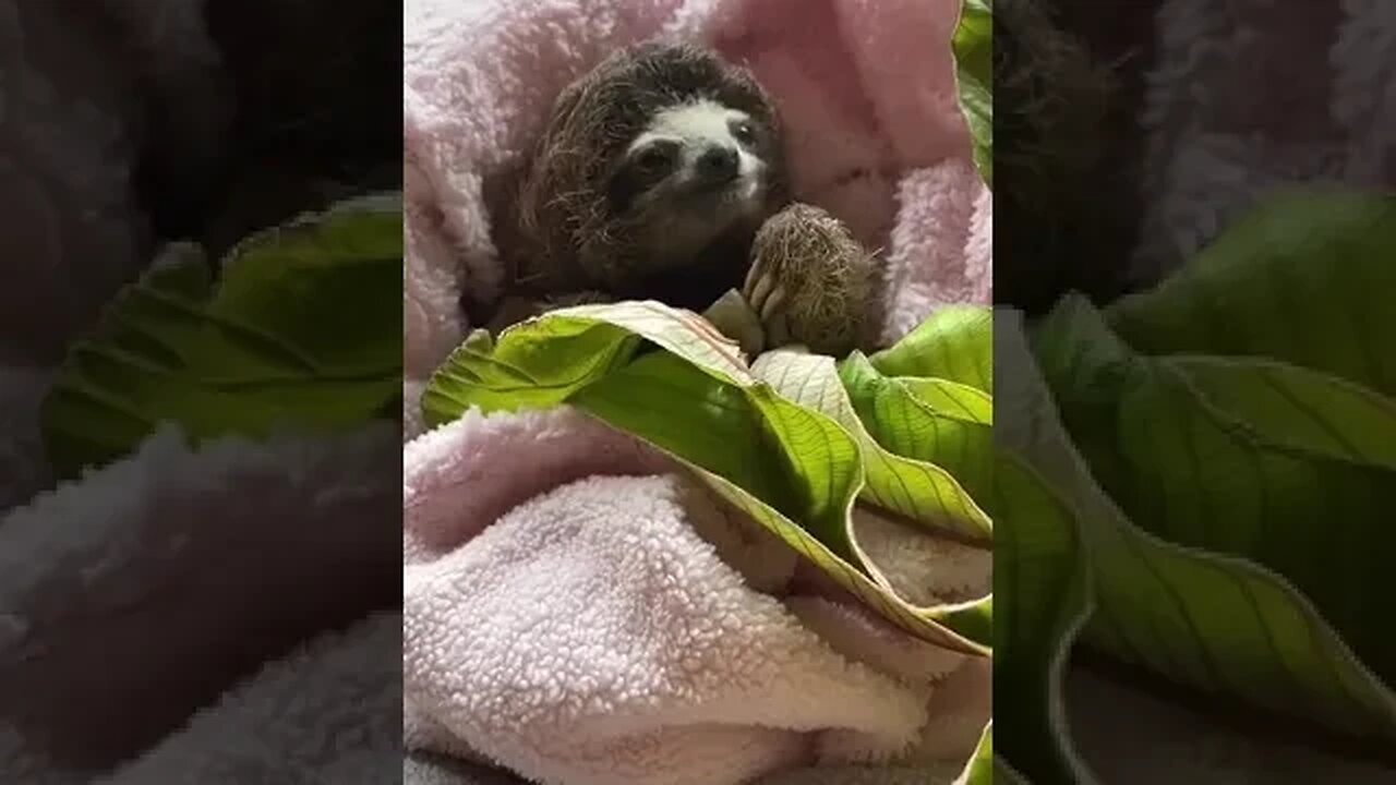 QUEM NÃO FICA COM PREGUIÇA NO COBERTOR #shorts #animals #sustentabilidade