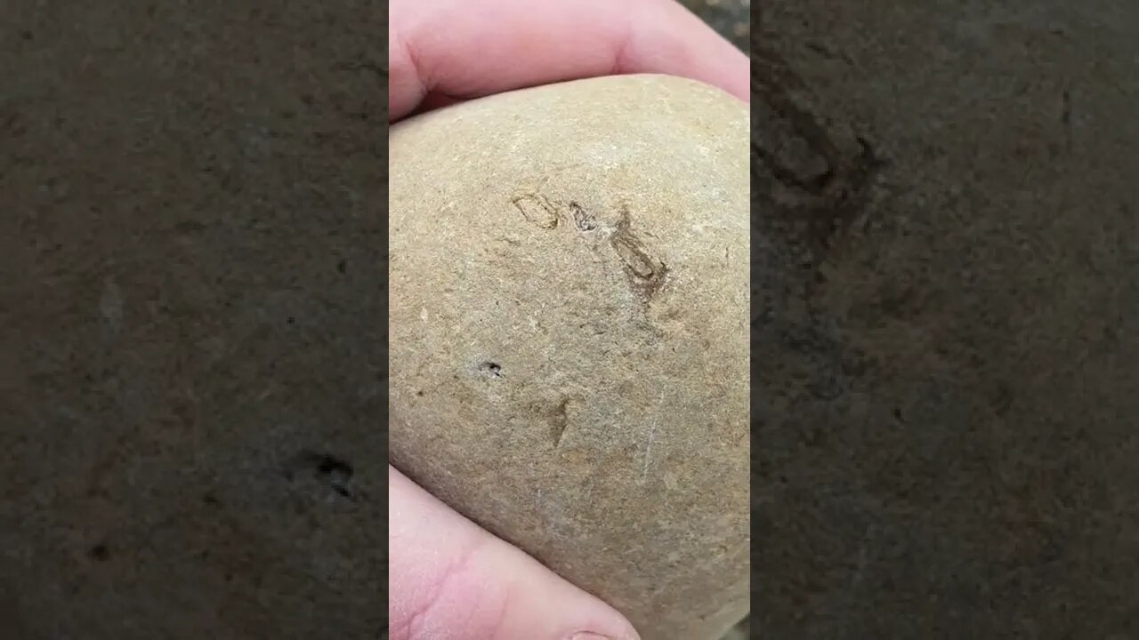 🦀 How I find fossil crabs 🦀 #short #fossil
