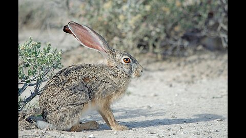 5 Fun Facts About The Cape Hare