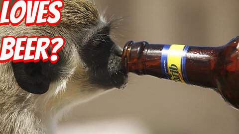 Top 10 Animals With The Weirdest Behavior!