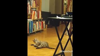 Enjoy Your Daily Dose Of Funny Derpy Animals!!!