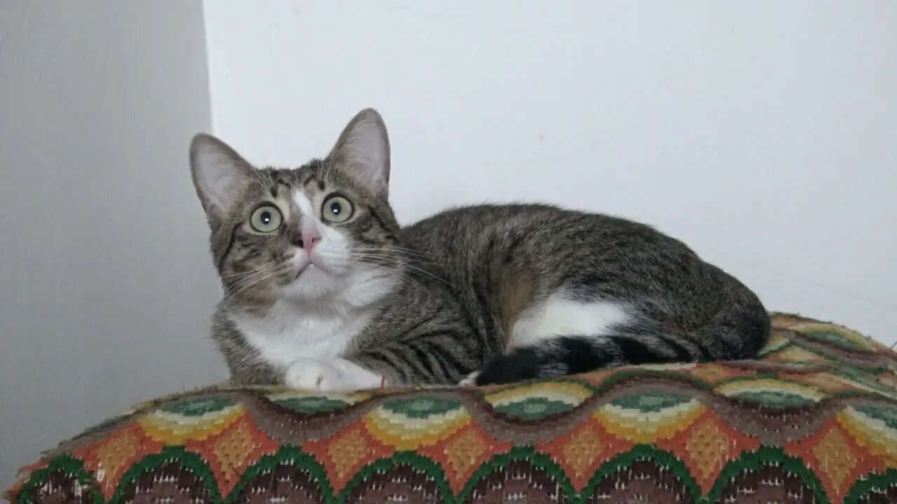 This Cute Cat Is Very Attentive