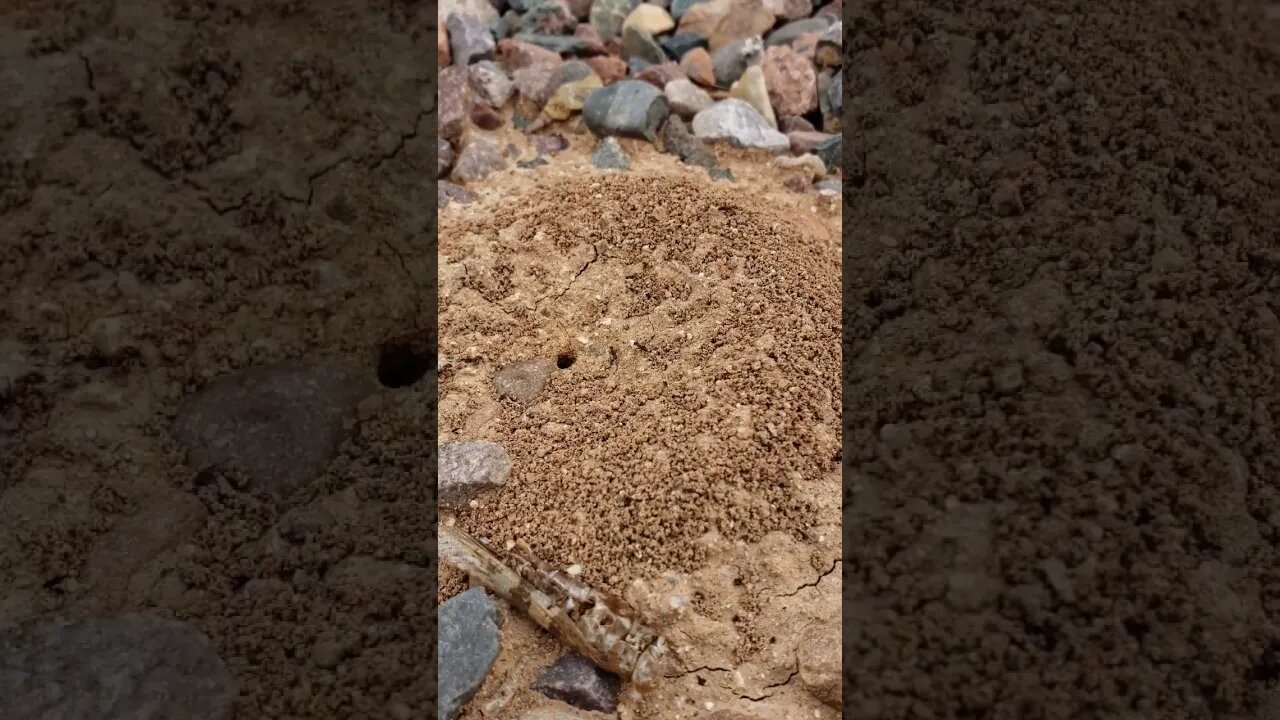 Ant on an anthill carrying a white rock 😜 #shorts