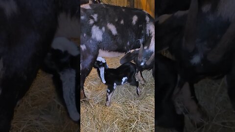 6 hours old