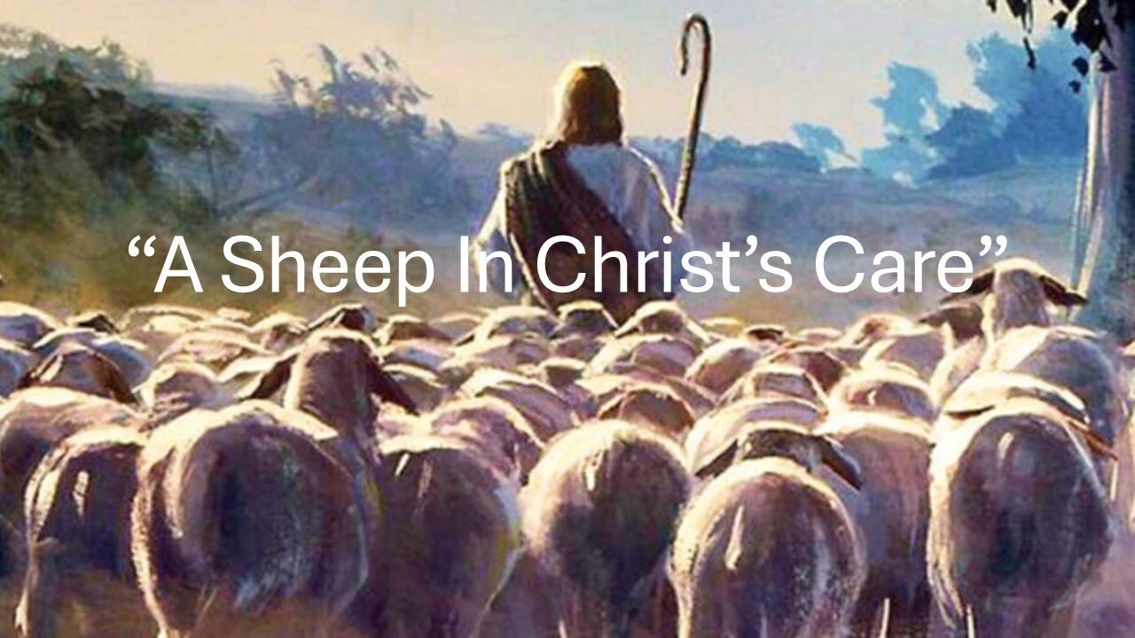 🐑 A Sheep in Christ's Care – Bible Study for All