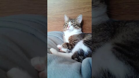 A Beautiful Sleepy Cat #shorts