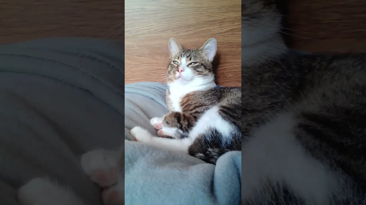 A Beautiful Sleepy Cat #shorts