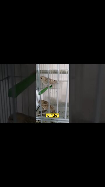 كوبل كناري الفيشر روعة كيوت