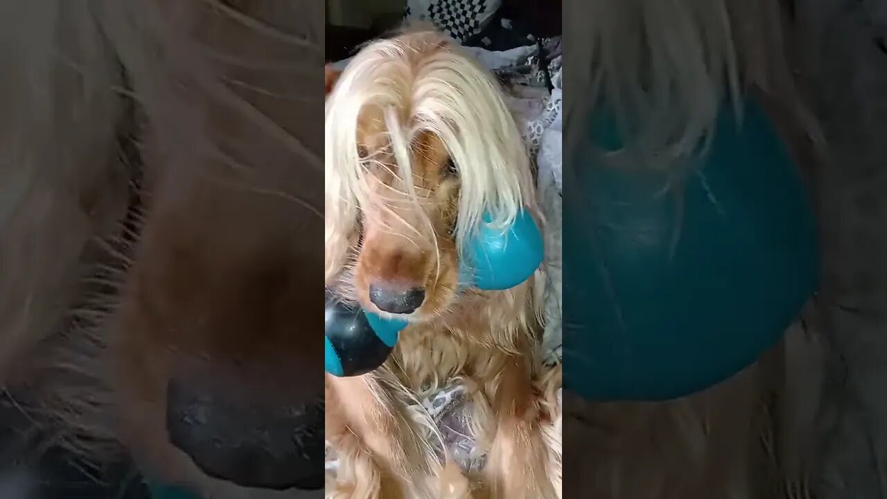 #dogshow , #amimals , #dogs