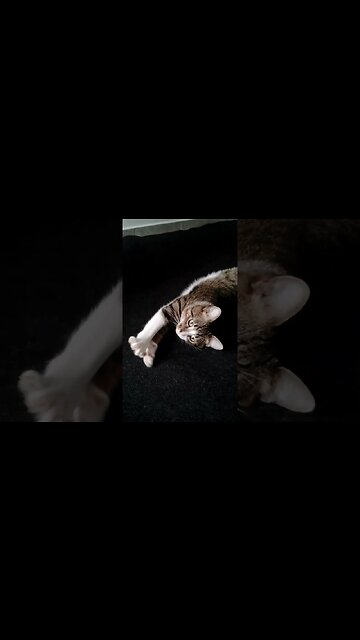 Cutest Cat Stretches His Paws #shorts
