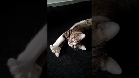 Cutest Cat Stretches His Paws #shorts