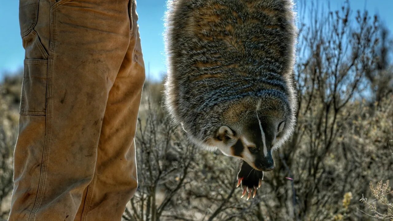 We Catch a Live Badger by Hand! The Last Stand - S4E2