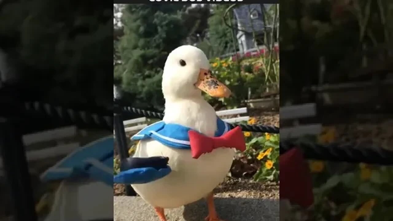 pato donald EXISTE MESMO